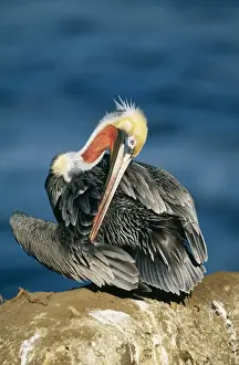 Brown Pelican Adult reaching breading colours, North America