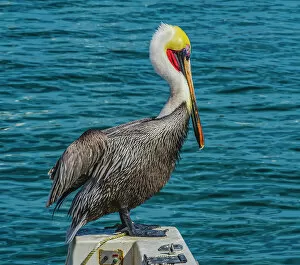 Boat Collection: Brown pelican, Cabo San Lucas, Baja Mexico. Date: 14-01-2021