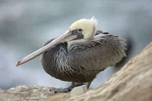 Images Dated 28th October 2009: Brown Pelican - California - USA - Distribution: coasts of southern North America