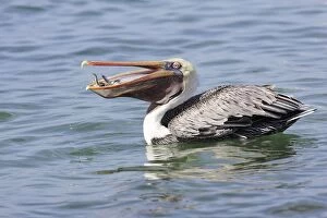 Brown Pelican - catching fish