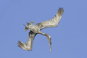 Brown Pelican - diving