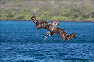 Brown Pelican - Diving for fish - off the shore