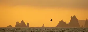 Brown pelican diving at Sunset with Sea Stacks Rialto Beach, Olympic National Park, Washington State, USA LA001540