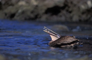 Brown Pelican - feeding on fish on Sea of Cortez, Dives from the air after prey capturing Brown Pelican - feeding on fish on Sea of Cortez, Dives from the air after prey capturing