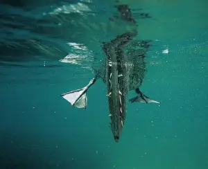 Puzzle Prints: Brown Pelican - feeding underwater - Galapagos Islands, Ecuador AU-1686