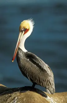 Pelican Prints: Brown Pelican FG 11944 Non-breeding adult