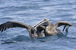 Brown Pelican - two fighting