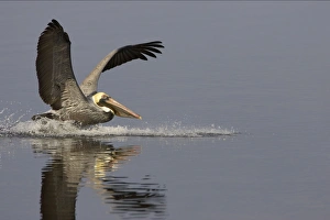 Images Dated 26th October 2005: Brown Pelican - fishing Ding darling NWR, florida, USA BI001137
