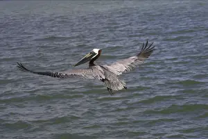Brown Pelican - fishing Sanibel Island, florida, USA BI001176