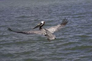 Images Dated 26th October 2005: Brown Pelican - fishing Sanibel Island, florida, USA BI001176