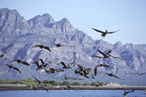 Brown Pelican - fishing in the Sea of Cortez (Gulf of Mexico) - Near Ligui - Baja California South - Mexico - Sierra de la Giganta in the background