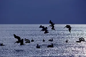 Brown Pelican - fishing at sunrise in the Sea of Cortez (Gulf of Mexico) - Near Ligui - Baja California South - Mexico