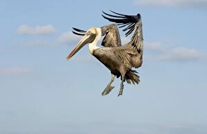 Brown Pelican - In flight