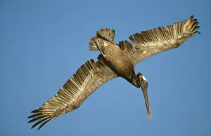 Gliding Prints: Brown Pelican - in flight