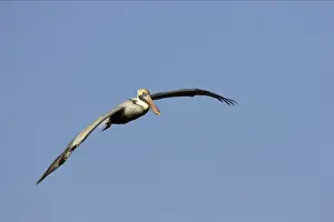 Brown Pelican - in flight Ding darling NWR, florida, USA BI001100