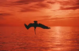 Bird Prints: Brown Pelican - in flight diving for fish at sunset - California coast - USA