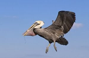 Brown Pelican - In flight returning from fishing with pouch full of fish