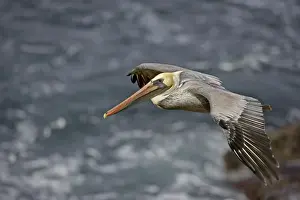 Brown Pelican - in flight over sea - Southern California - USA - Distribution: coasts of southern North America