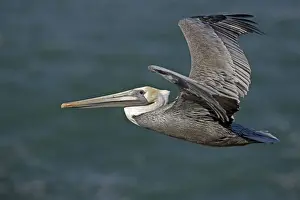 Brown Pelican - in flight over sea - Southern California - USA - Distribution: coasts of southern North America