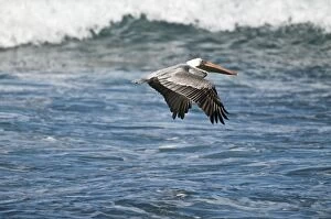 Images Dated 13th December 2008: Brown Pelican - in flight over sea - Tobago