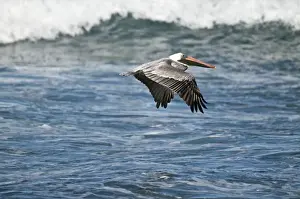 Tobago Prints: Brown Pelican - in flight over sea - Tobago