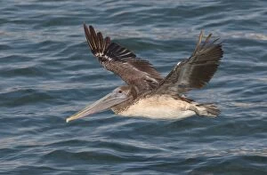 Brown Pelican - in flight over water