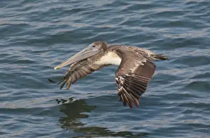 Occidentalis Prints: Brown Pelican - in flight over water - West Coast Mexico in March