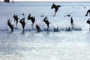 Brown Pelican - flock diving into water