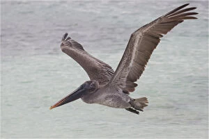 Brown Pelican - Flying off the coast of Rabida Island