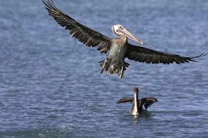 Brown Pelican - immature in flight