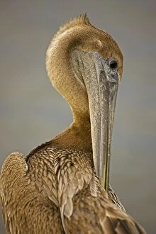 Images Dated 28th December 2007: Brown Pelican - Immature - Large dark water bird - Mainly eats fish and crustaceans Louisiana USA
