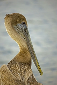 Images Dated 28th December 2007: Brown Pelican - Immature - Large dark water bird - Often perches on posts-rocks-boats - Mainly