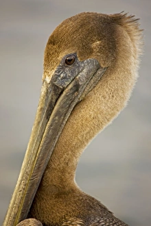 Images Dated 28th December 2007: Brown Pelican - Immature - Large dark water bird - Often perches on posts-rocks-boats - Mainly
