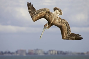 Images Dated 26th October 2005: Brown Pelican - juvenile plunge diving Sanibel Island, florida, USA BI001178