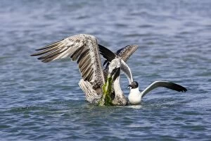 Brown Pelican - and Laughing Gull (Larus atricilla)