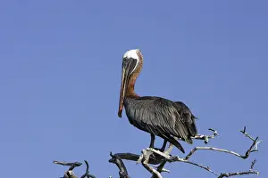 Ecuador Prints: Brown Pelican. Lobos island - Galapagos Islands
