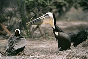 Stand Out Collection: Brown Pelican Male offering nesting material