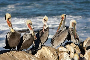 Images Dated 6th January 2007: Brown Pelican - Photographed on the cliffs of La Jolla, California, USA. Eastern Pacific Ocean