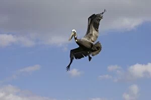 Images Dated 26th October 2005: Brown Pelican - preparing to plunge dive Sanibel Island, florida, USA BI001174