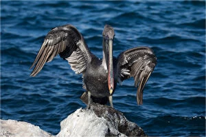 Brown Pelican - On the rocky shore of San Cristobal