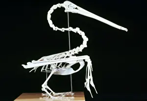 Brown Pelican Skeleton - coastal California
