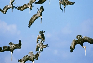 Images Dated 1st February 2006: Brown Pelicans - in flight