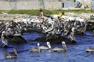 Brown Pelicans on shore by La Gran Roques Village