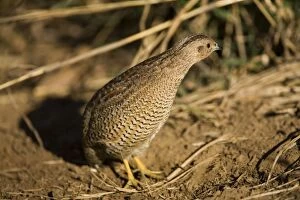 Images Dated 10th August 2006: Brown Quail - Coming out of grass cautiously this Brown Quail peers around to see that the coast