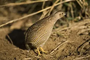 Brown Quail - Coming out of grass cautiously this Brown Quail peers around to see that the coast is clear. At an overflowing cattle trough near the Gibb River Road, Kimberley, Western Australia