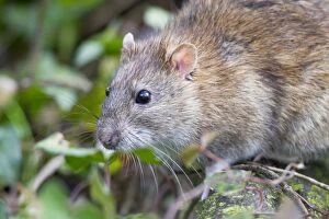 Images Dated 19th February 2011: Brown Rat