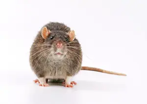 Brown Rat