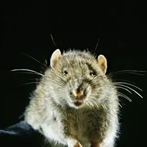 Brown Rat