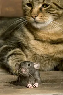 Brown Rat - with Cat