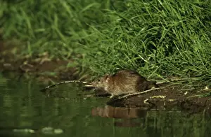 Brown Rat CMB 498 July, Germany Rattus norvegicus © Chris Martin Bahr / ARDEA LONDON